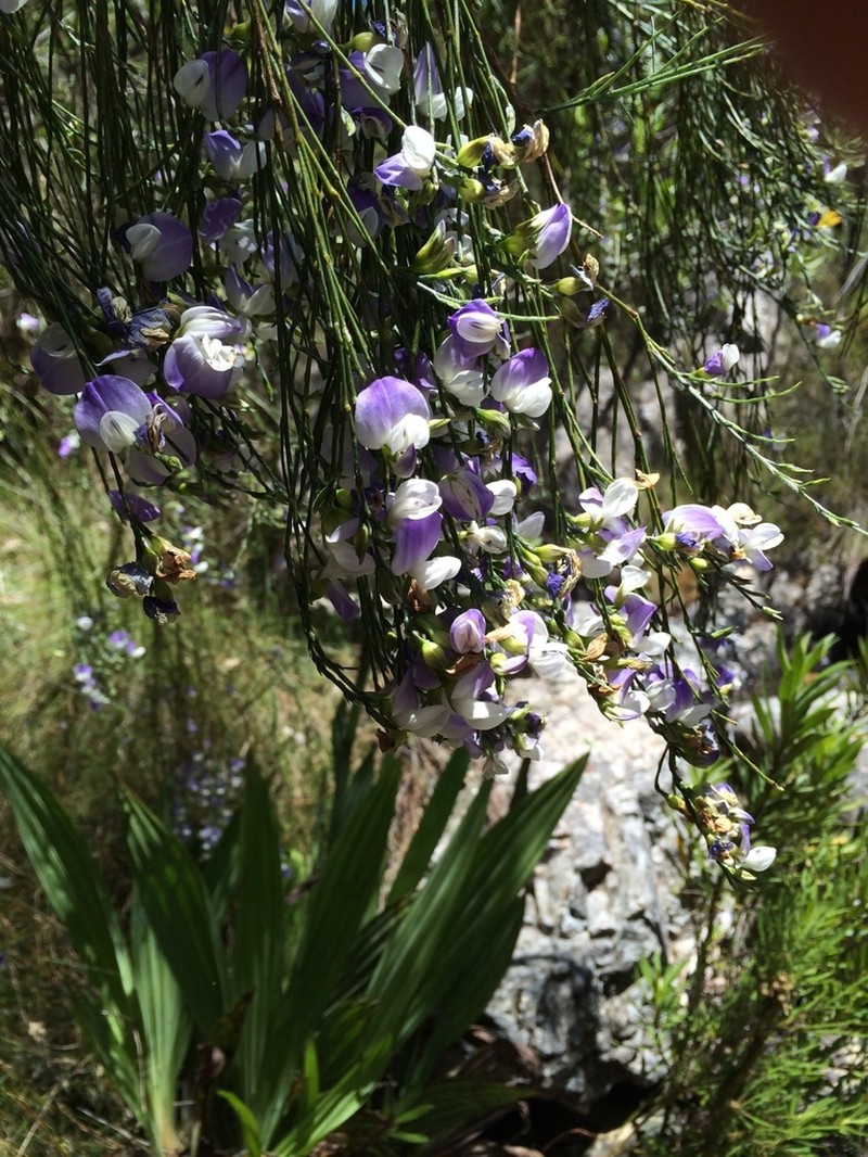 Psoralea fleta photo 2