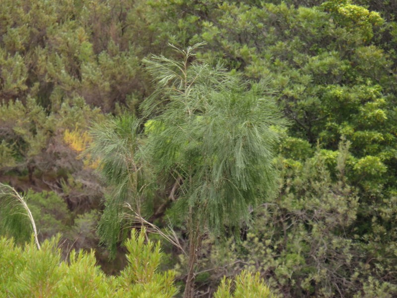Psoralea fleta photo 3