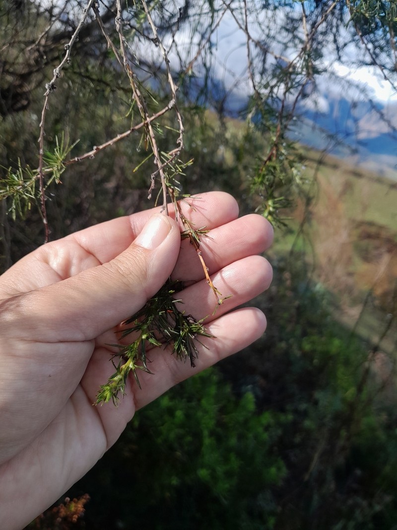 Psoralea fleta photo 4