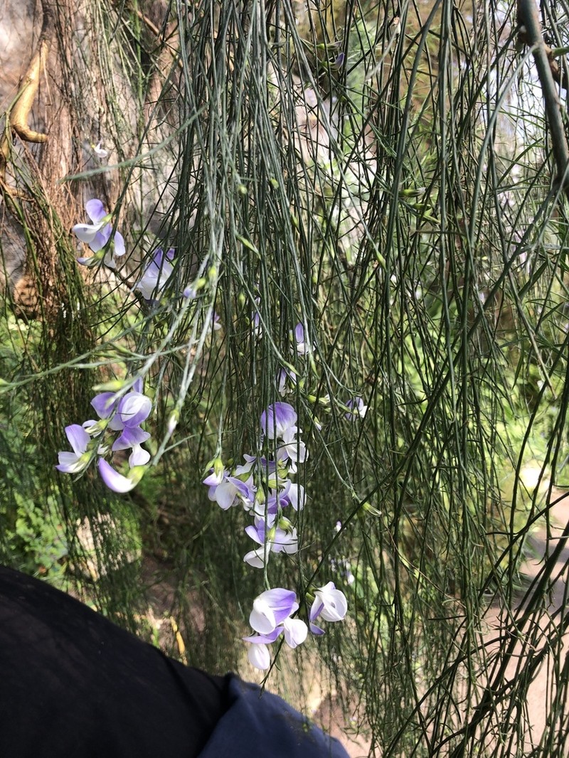 Psoralea fleta photo 5