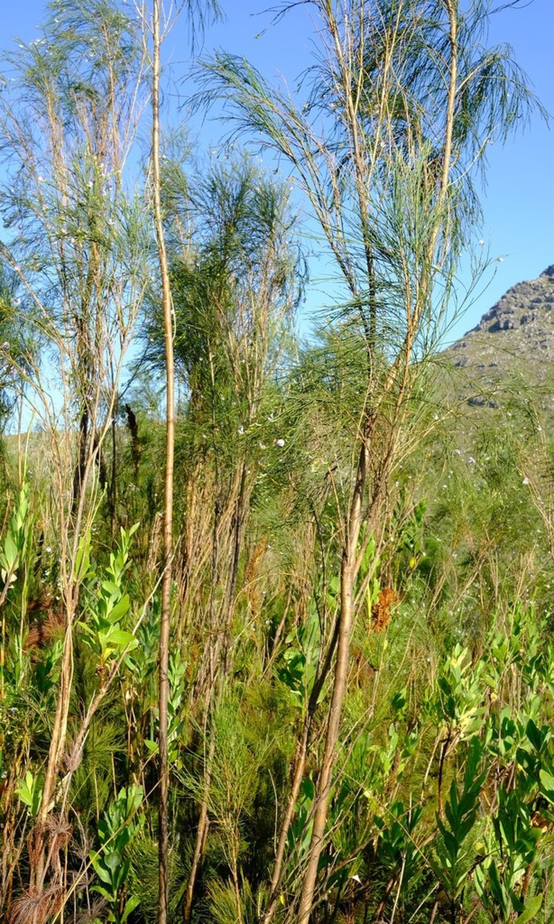 Psoralea fleta photo 6
