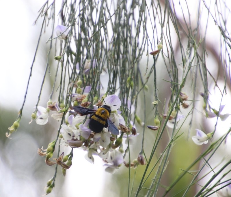 Psoralea fleta photo 7