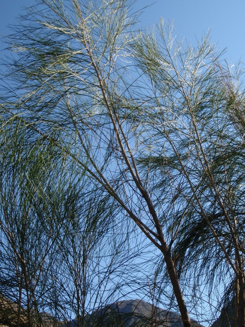 Psoralea fleta photo 8