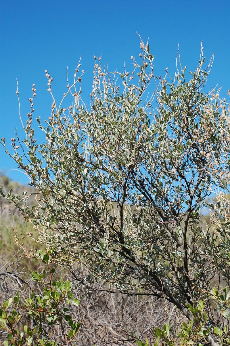 Psoralea flexuosa