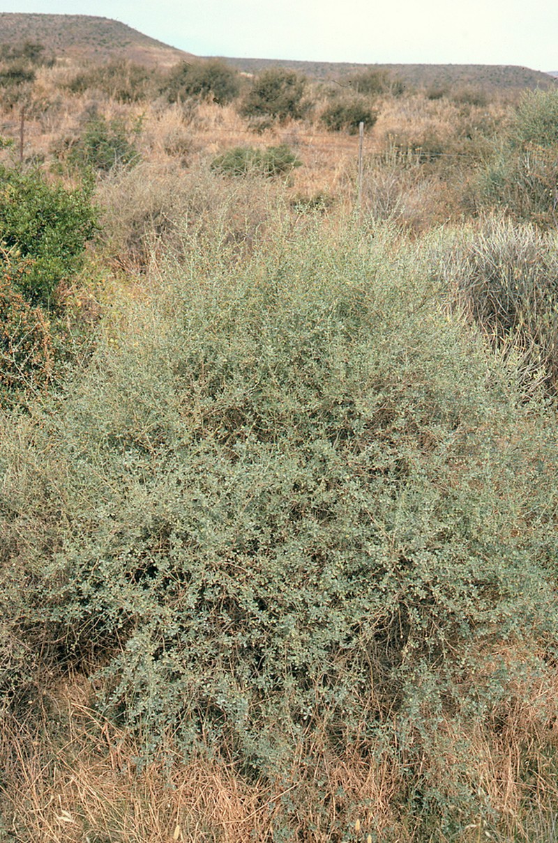 Psoralea flexuosa photo 2