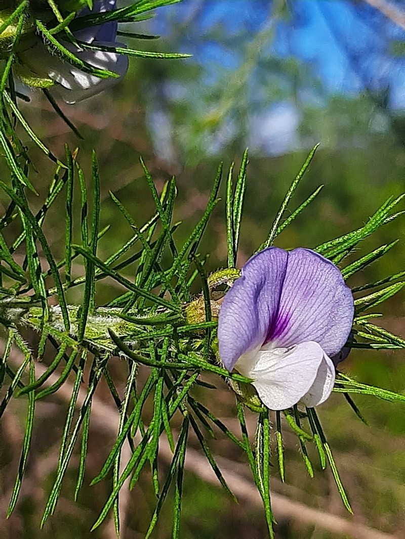 Psoralea floccosa