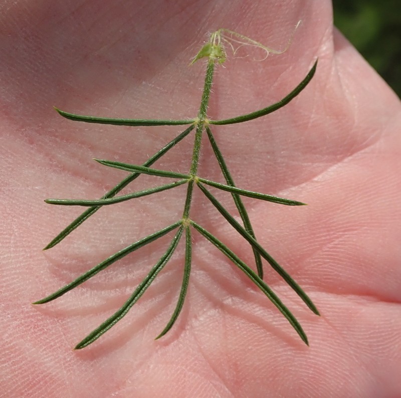 Psoralea floccosa photo 2
