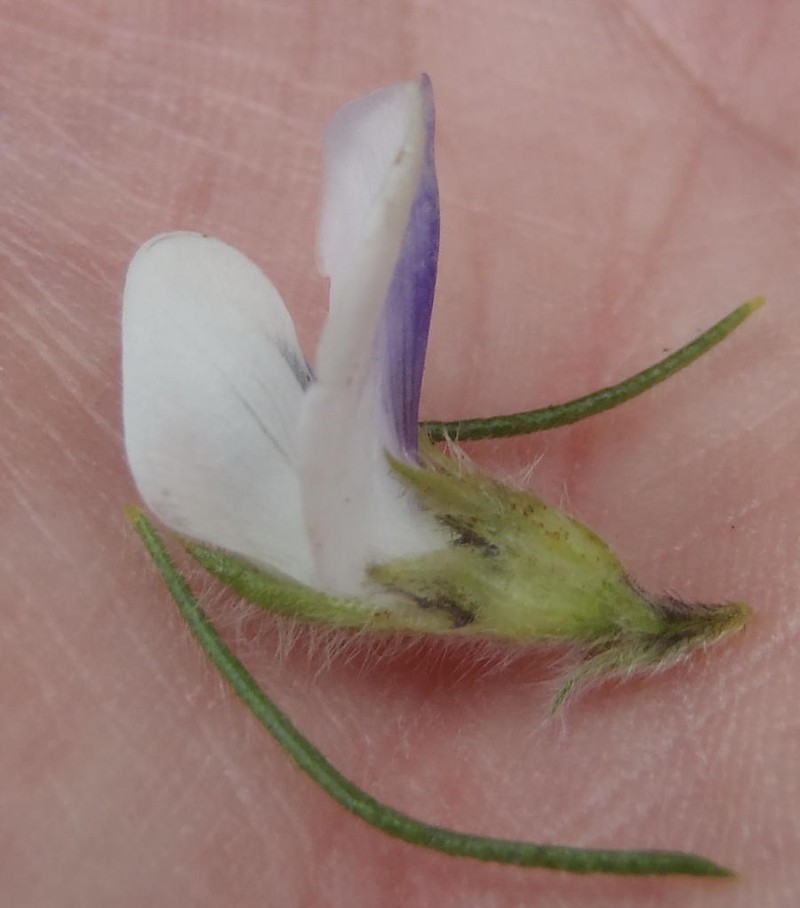Psoralea floccosa photo 3
