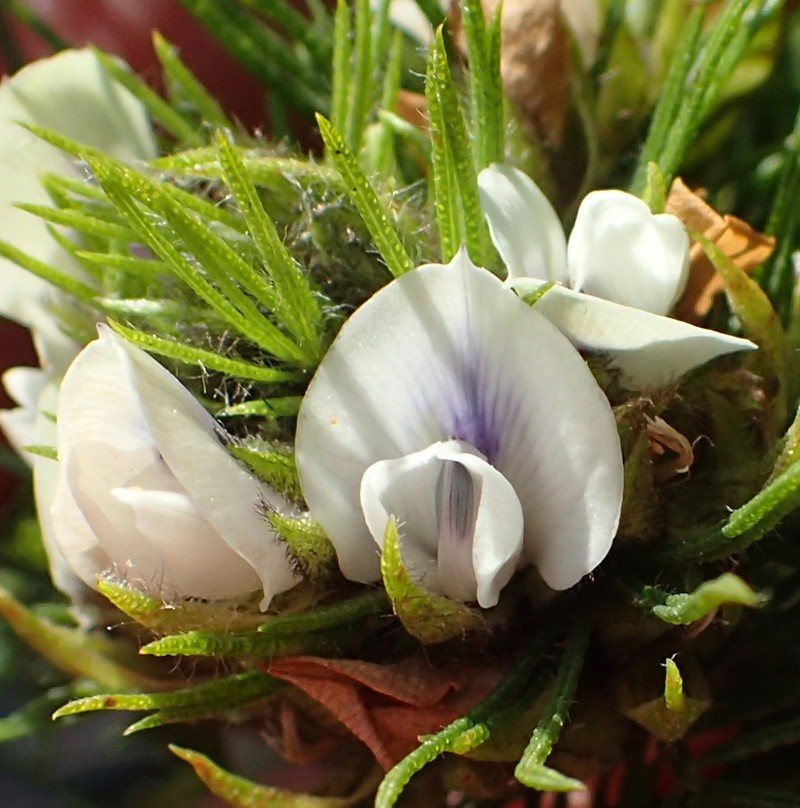 Psoralea floccosa photo 4