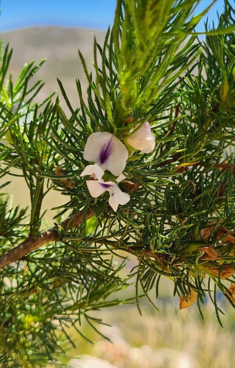 Psoralea floccosa photo 5