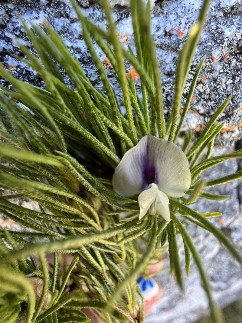 Psoralea floccosa photo 6