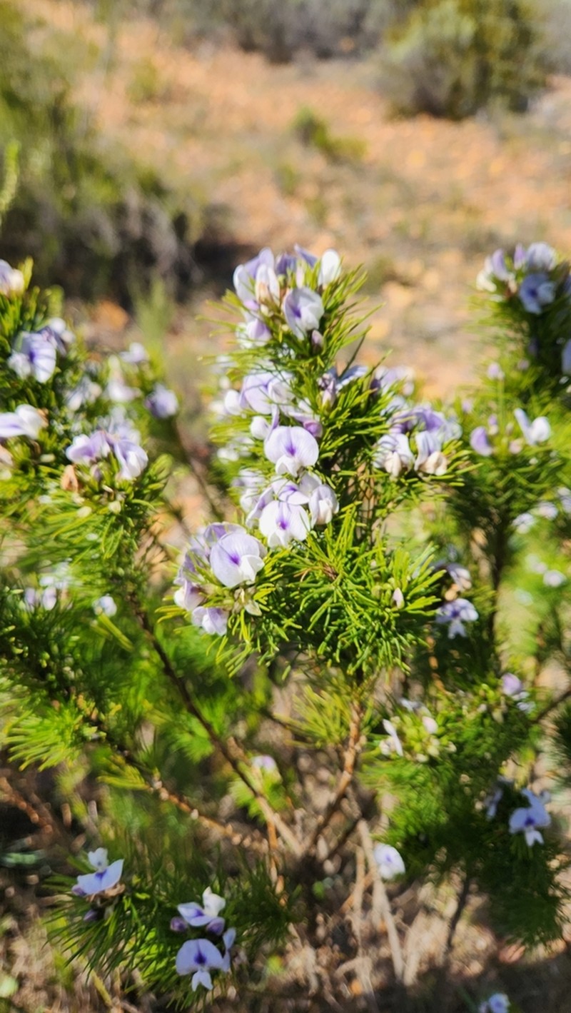 Psoralea floccosa photo 7