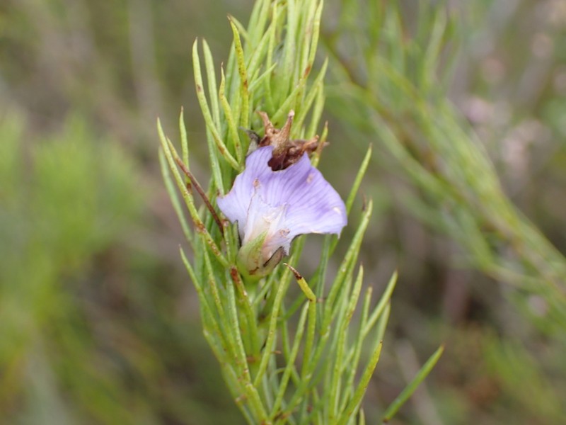 Psoralea floccosa photo 8