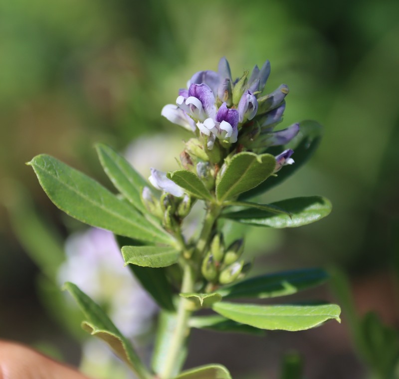Psoralea foliosa subsp. gazensis