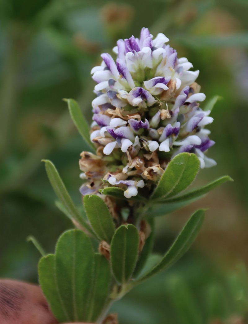 Psoralea foliosa subsp. gazensis photo 2