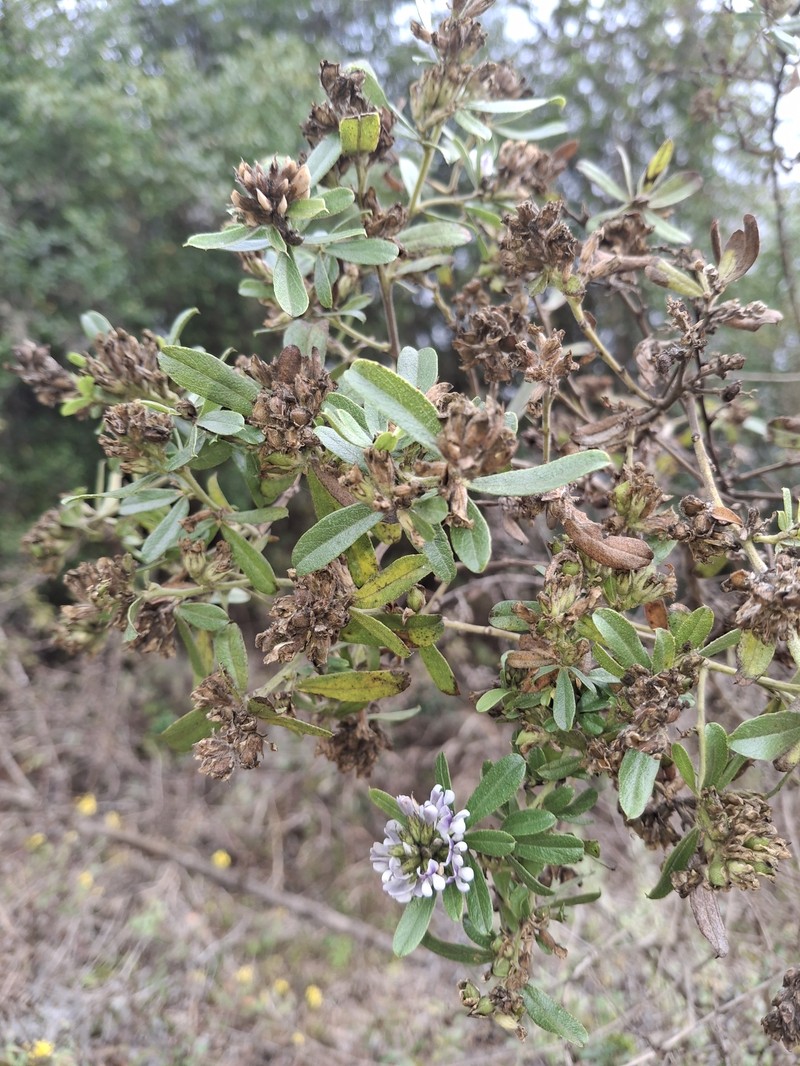 Psoralea foliosa subsp. gazensis photo 3