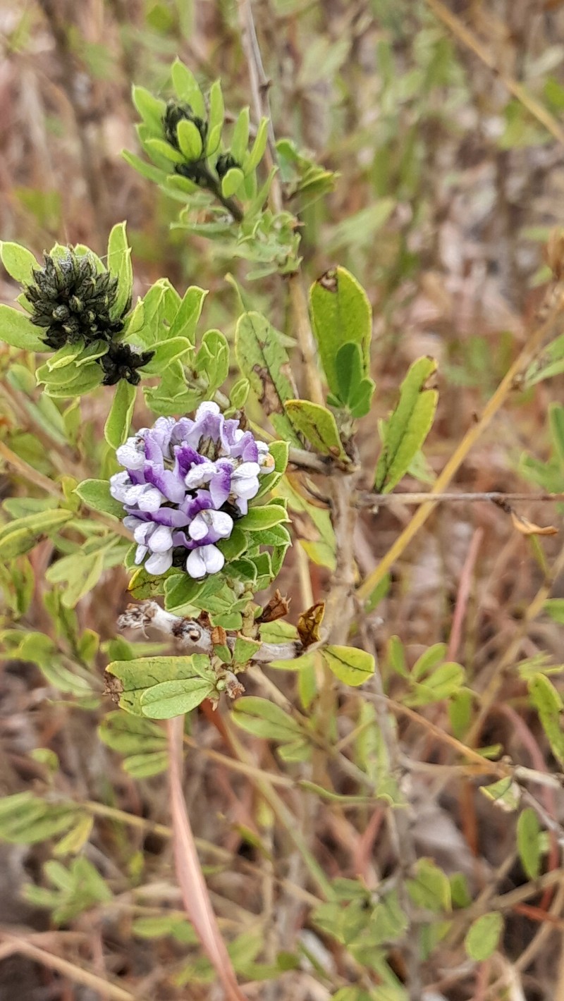 Psoralea foliosa subsp. gazensis photo 4