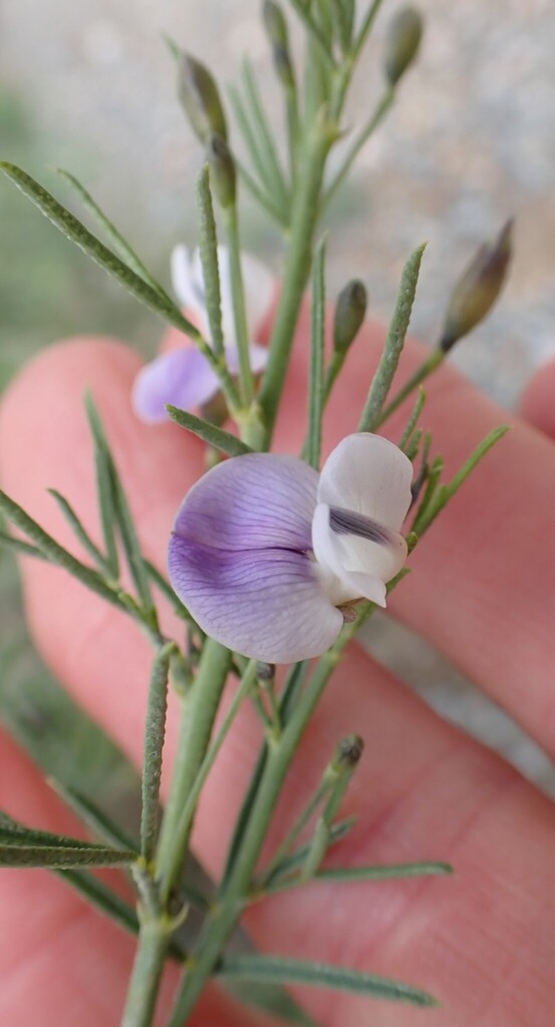 Psoralea forbesiae photo 2