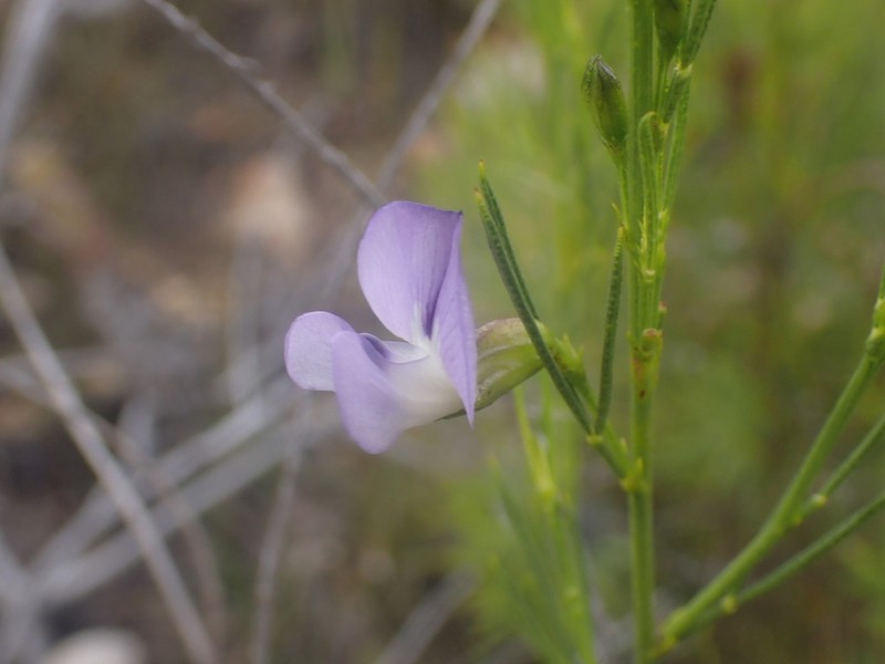 Psoralea forbesiae photo 3