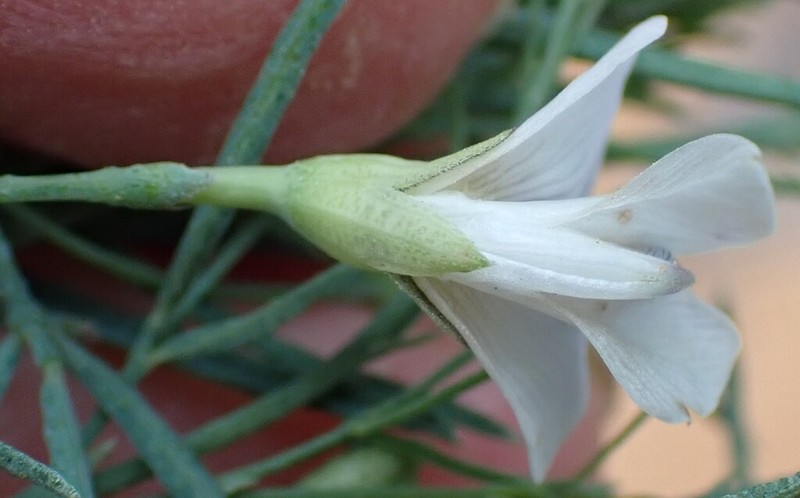 Psoralea forbesiae photo 4