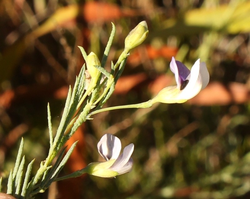 Psoralea forbesiae photo 5