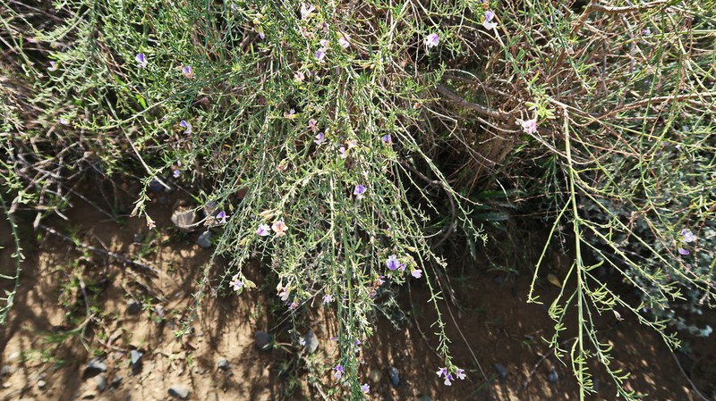Psoralea forbesiae photo 8