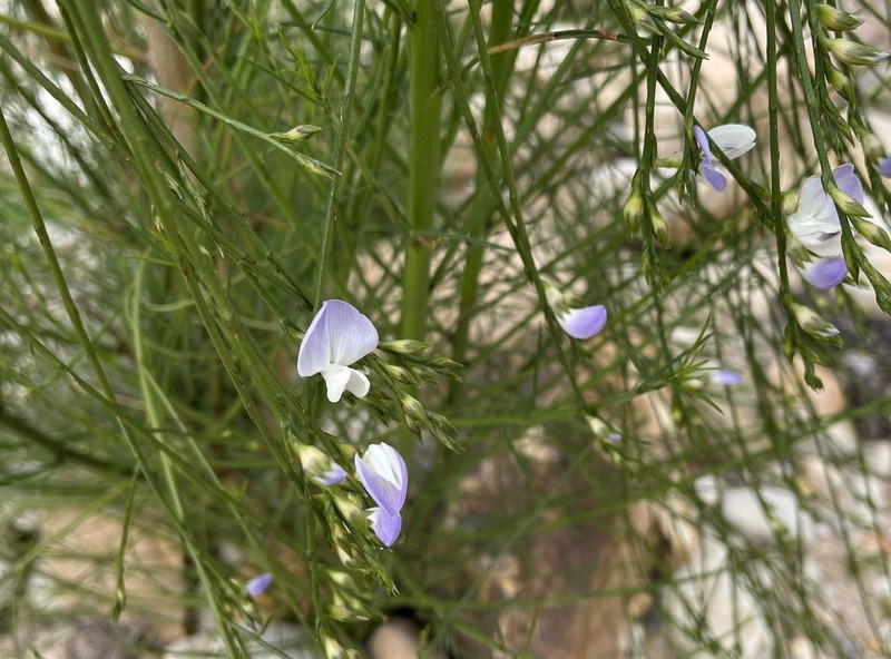 Psoralea fulva