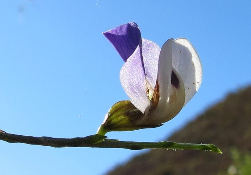 Psoralea fulva photo 2