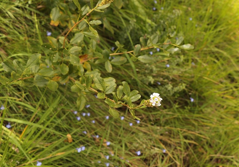 Psoralea fumea