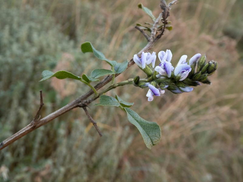 Psoralea fumea photo 2