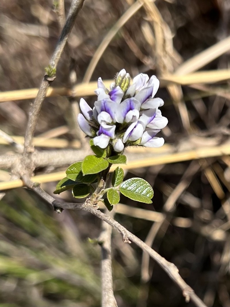 Psoralea fumea photo 3