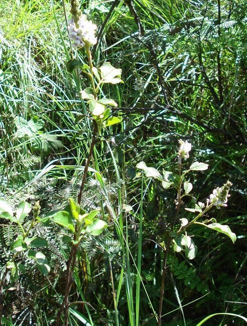 Psoralea fumea photo 4