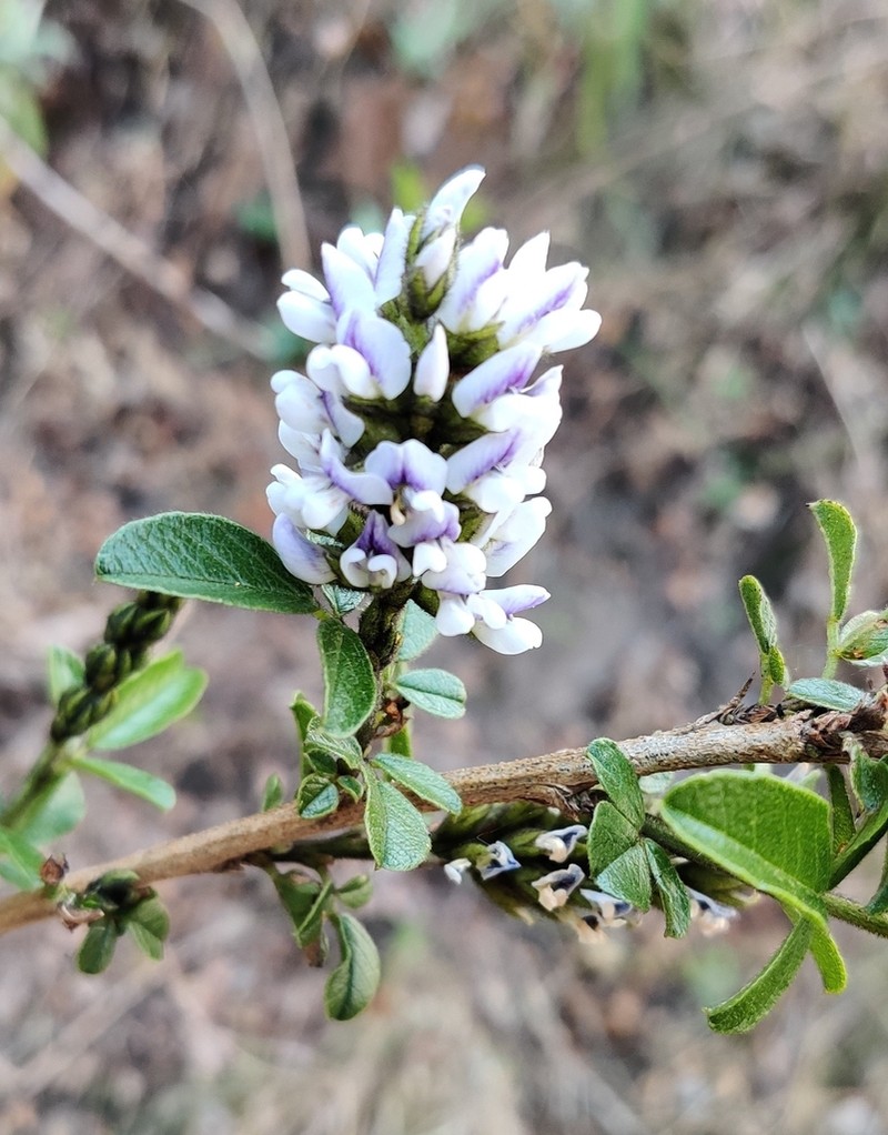 Psoralea fumea photo 5