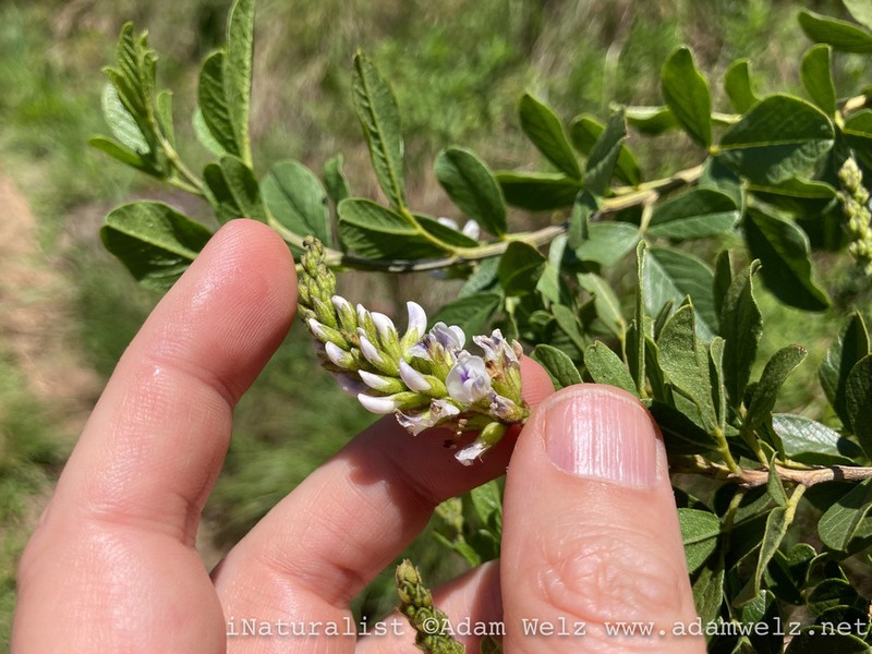 Psoralea fumea photo 6