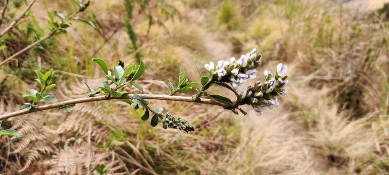 Psoralea fumea photo 7