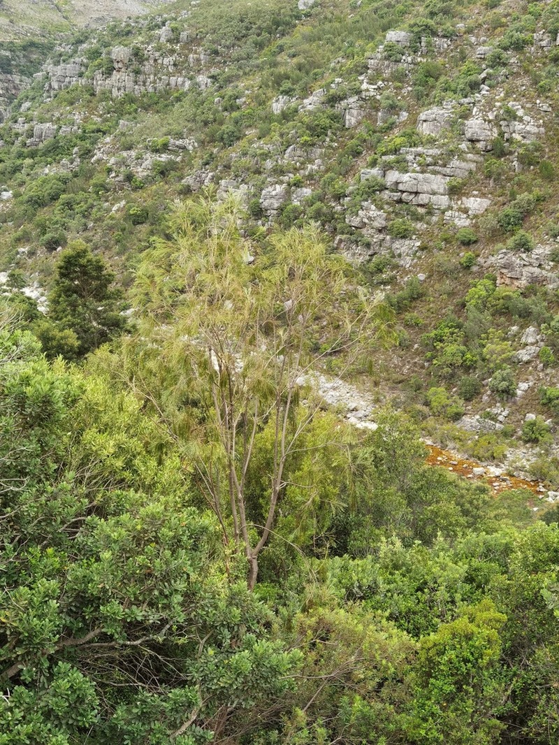 Psoralea gigantea