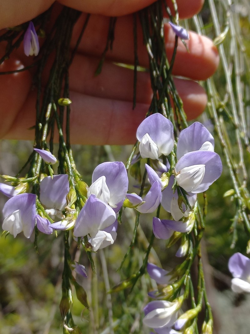 Psoralea gigantea photo 2