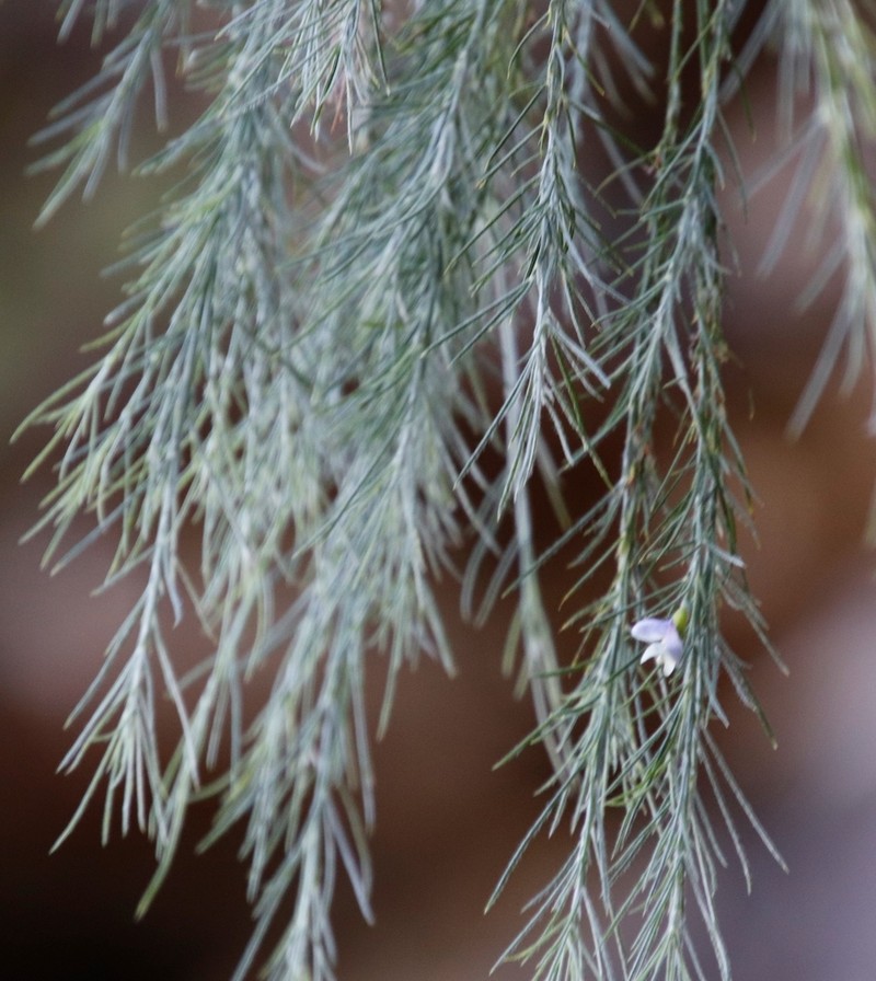 Psoralea gigantea photo 3