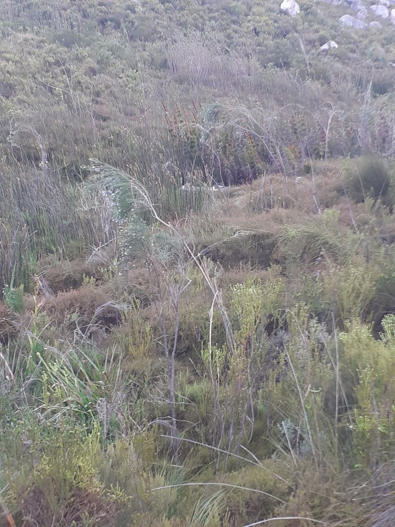 Psoralea gigantea photo 4