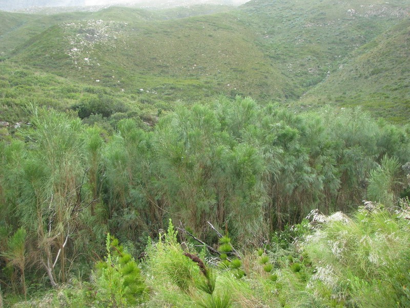 Psoralea gigantea photo 5