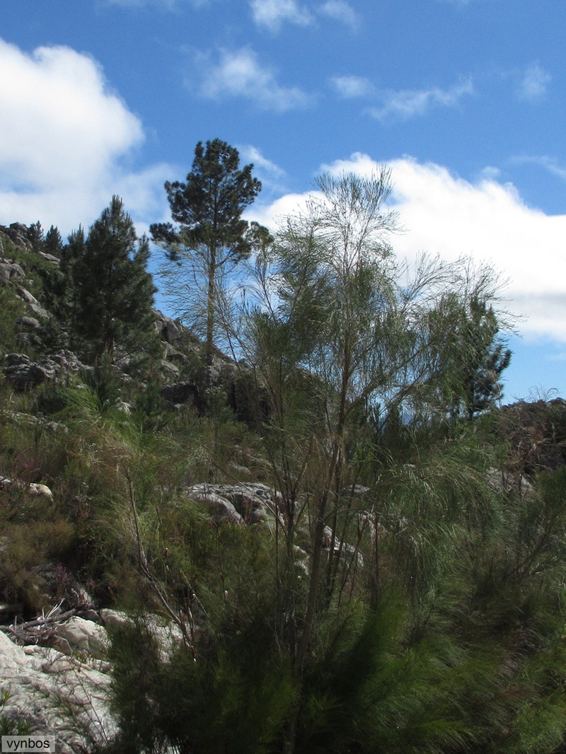 Psoralea gigantea photo 6