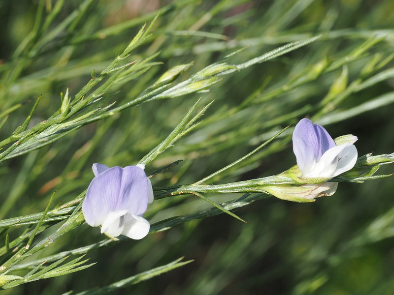 Psoralea gigantea photo 7