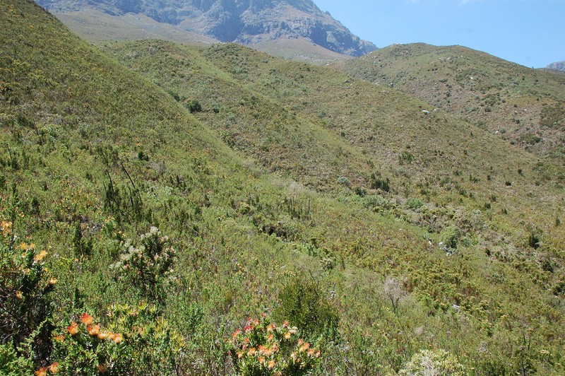Psoralea gigantea photo 8