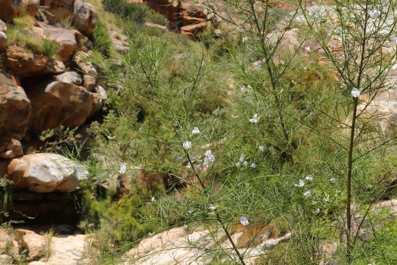 Psoralea imminens
