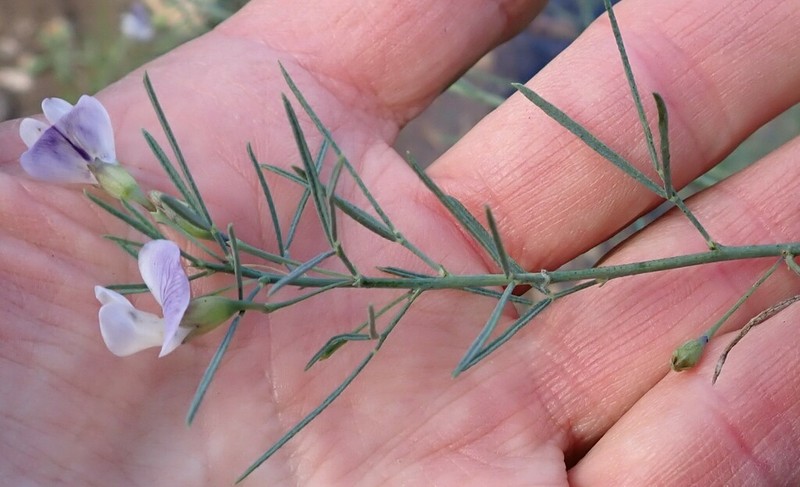 Psoralea imminens photo 2