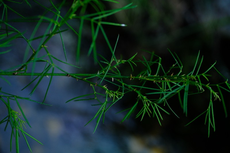 Psoralea imminens photo 3