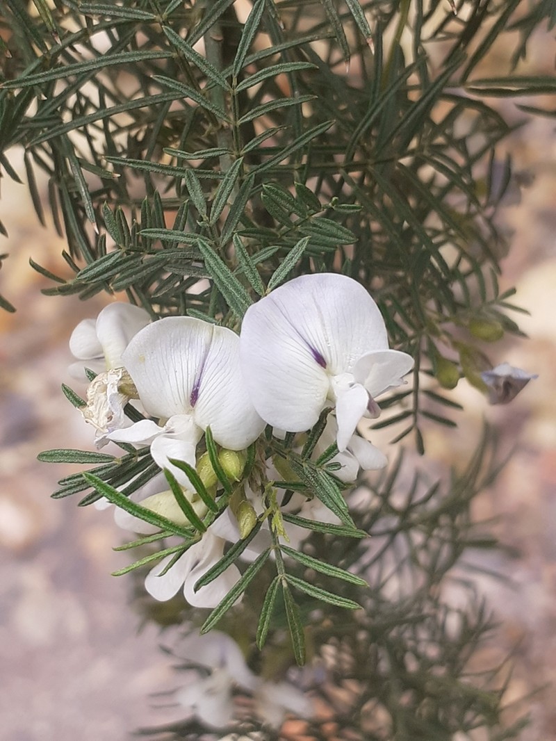 Psoralea imminens photo 4