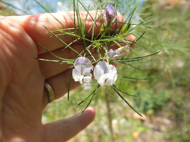 Psoralea imminens photo 5