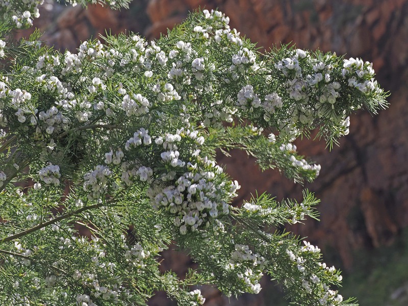Psoralea imminens photo 6