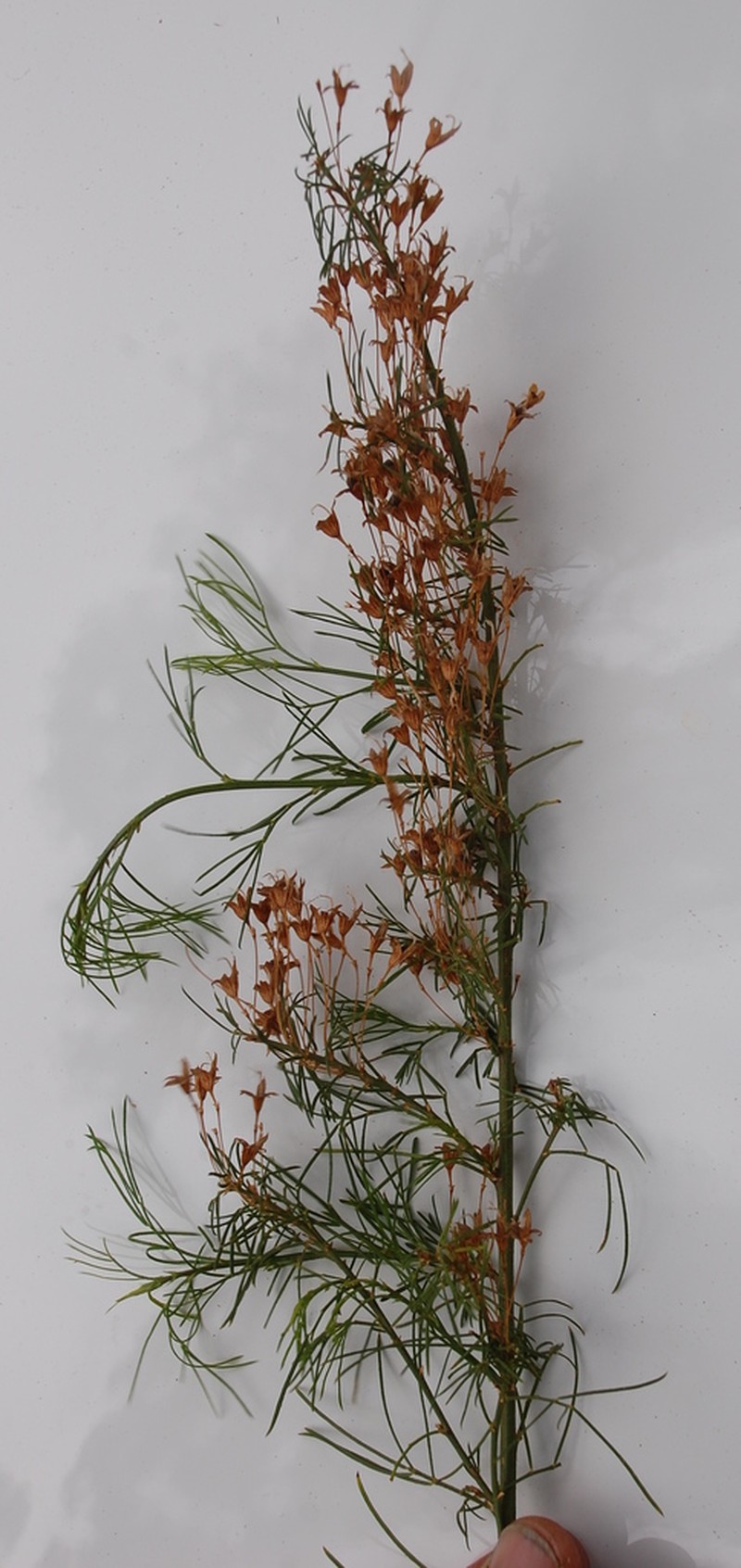 Psoralea imminens photo 7